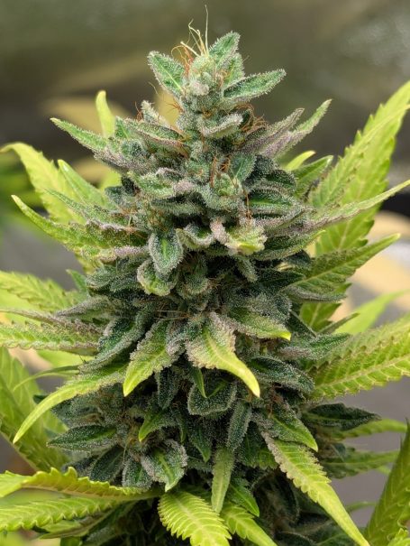 Rare heirloom, equatorial, and preservation-first genetics maintained for future breeding and stewardship.