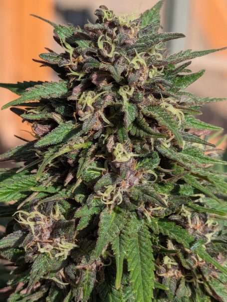 Functional, medicinally minded lines selected for unique effects, minor cannabinoids, and phytochemical diversity.
